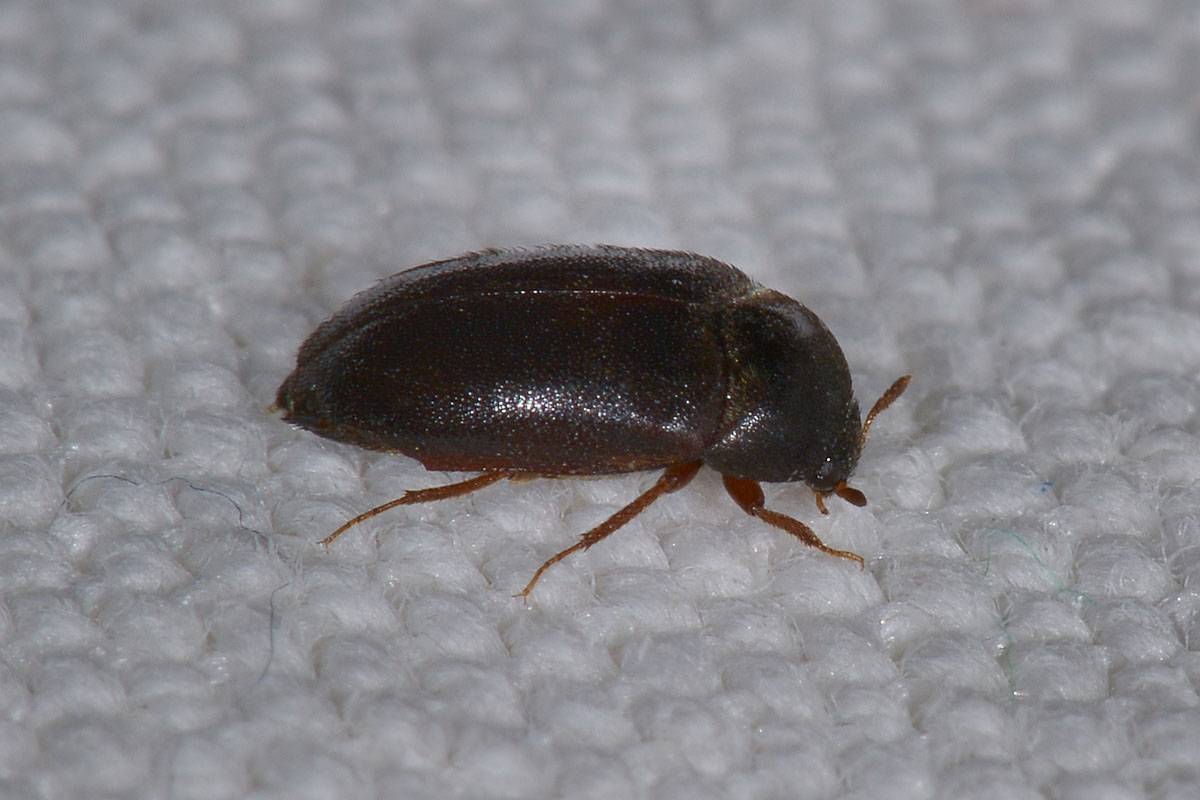 Dermestidae tra i panni: Attagenus unicolor, femmina